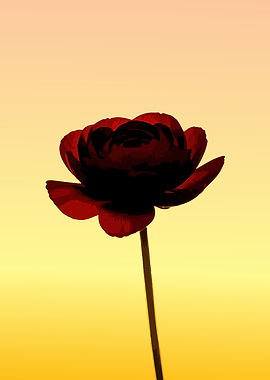 Dark Red Rose Against Gradient Sky