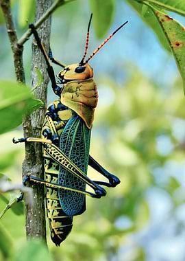 Colorful Grasshopper on a Branch