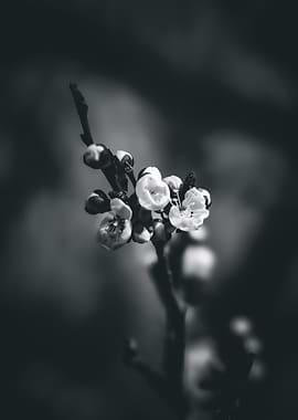 Black and White apricot Blossoms