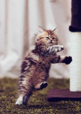 Kitten playing with a scratching post