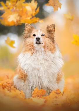 Shetland Sheepdog in Autumn Leaves