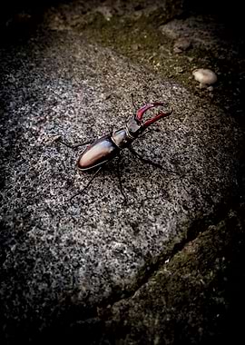 Stag Beetle on Stone