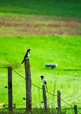 Two Magpies on a Fence Post