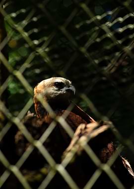 Eagle behind a fence