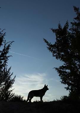 Dog silhouetted against the sky