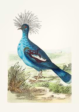 Blue Crowned Pigeon Illustration