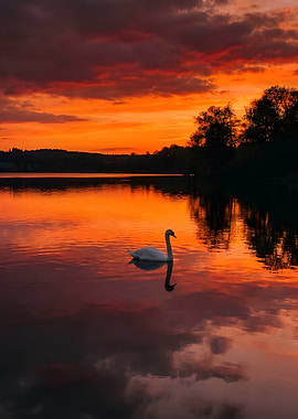 Swan on a lake at sunset