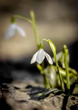 Delicate Snowdrop Flowers in Bloom