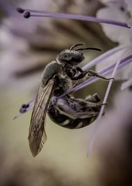 Bee on a Purple Flower