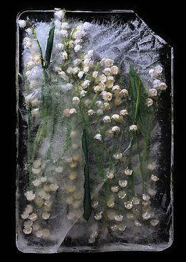 Lily of the Valley Frozen in Ice