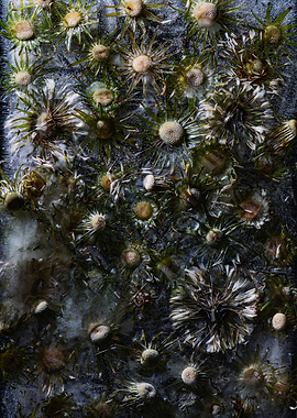 Frozen Flowers in Ice