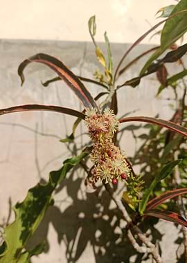 Croton plant with flowers