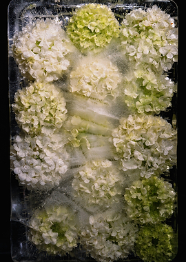 Frozen Hydrangea Blooms