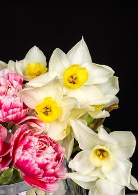 White Daffodils and Pink Carnations