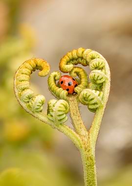 Ladybug on a Fern Frond