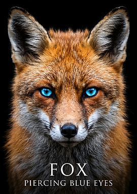 Fox with Piercing Blue Eyes
