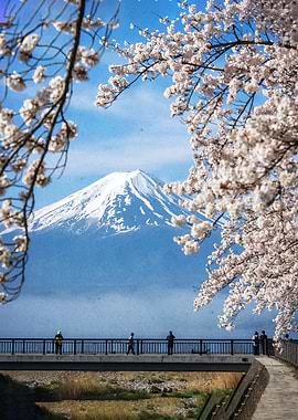 Mount Fuji with Cherry Blossoms