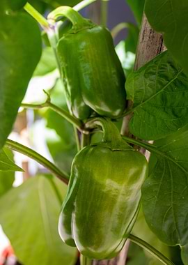 Green Bell Peppers Growing on Vine