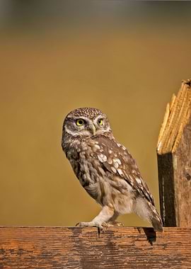 Little Owl on a Wooden Fence
