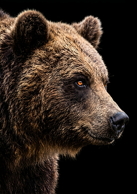 Close-up of a Brown Bear's Face