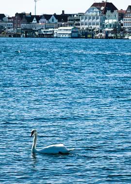 Swan on blue water with cityscape background