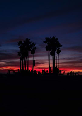 Palm Trees at Sunset
