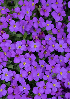 Vibrant Purple Aubrieta Flowers