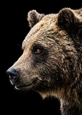 Close-up of a Brown Bear's Face