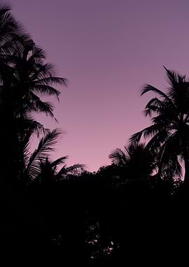 Purple Sunset Over Palm Trees