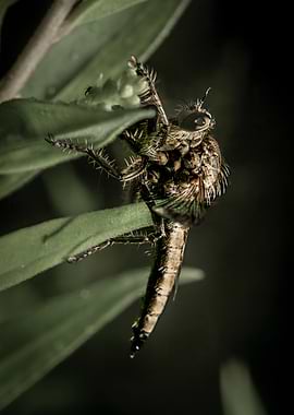 Robber Fly on Green Leaf