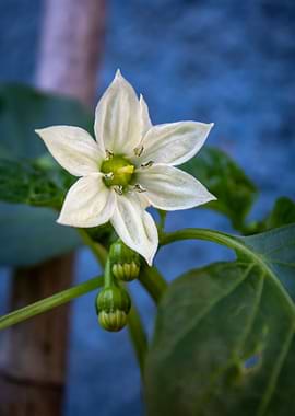 White Pepper Flower with Buds