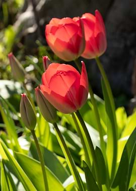 Red Tulips in Sunlight