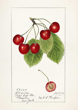 Watercolor Painting of Cherries