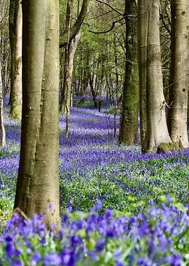 Into the Bluebells