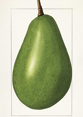 Green Pear Illustration