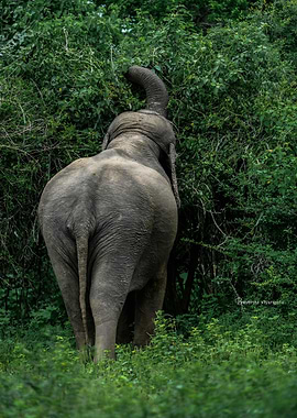 Elephant eating leaves from a tree