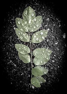 Leaf with Water Droplets on Asphalt