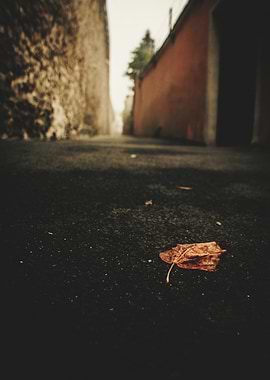 Lone leaf on a dark path