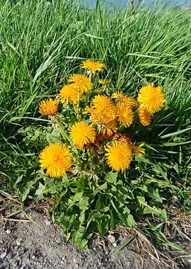 Dandelions in Green Grass