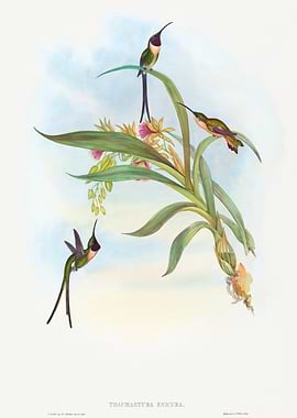 Hummingbirds and Orchids