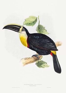Toucan perched on a branch