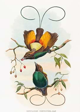 Two Birds of Paradise on a Branch