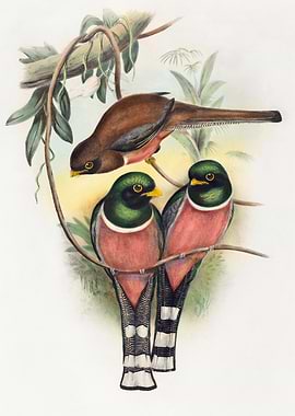 Three Birds on a Branch