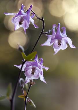 Purple Columbine Flowers