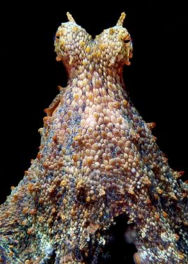 Close-up of an octopus head