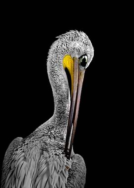Pelican Preening Against Black Background