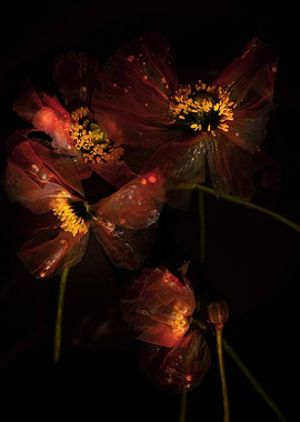 Ethereal Red Poppies in Darkness
