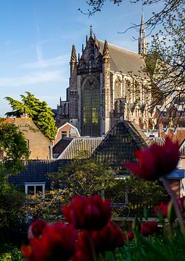 Gothic Church Amidst Rooftops and Tulips