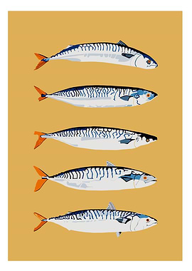 Five Mackerel Fish Illustration
