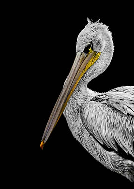 Close-up of a pelican against black background